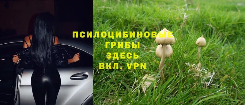 Псилоцибиновые грибы Psilocybine cubensis Воркута